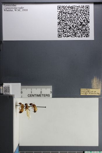 Media type: image; Entomology 675131